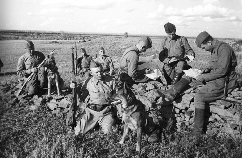 Собаки в Великой Отечественной Войне 