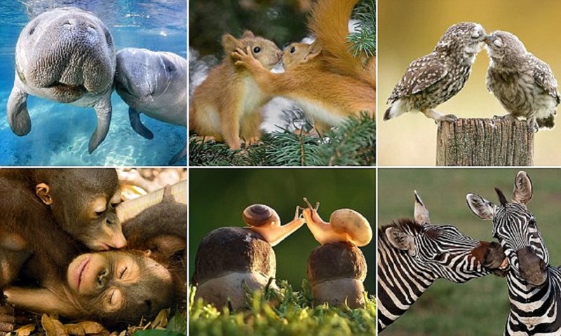 Животные тоже отмечают День всех влюбленных! (16 фото)