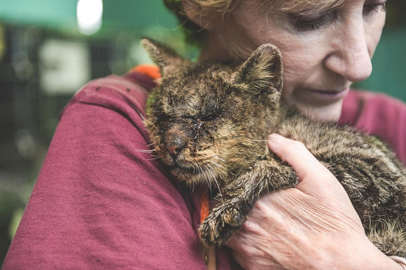 Женщина взяла на руки кота, к которому другие боялись даже подходить (10 фото)