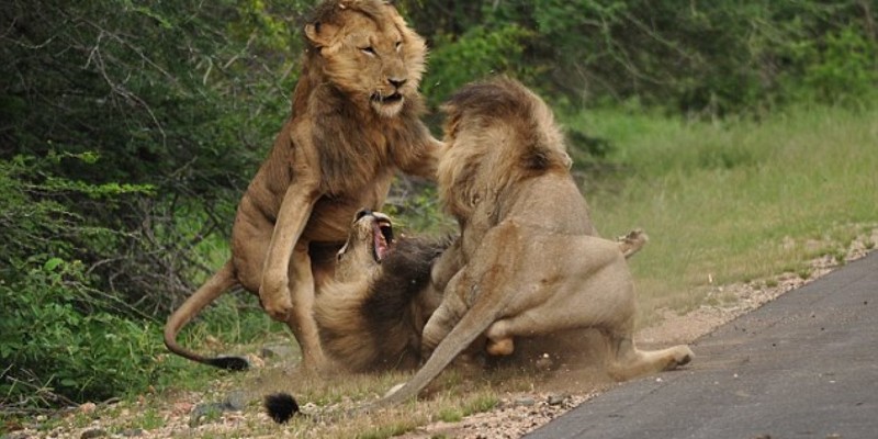 Ожесточенная схватка трех львов в национальном парке Крюгера (5 фото)