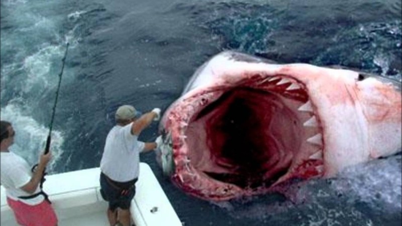 Жажда крови: 15 страшных нападений акул, снятых на камеру (1 фото + 15 видео)