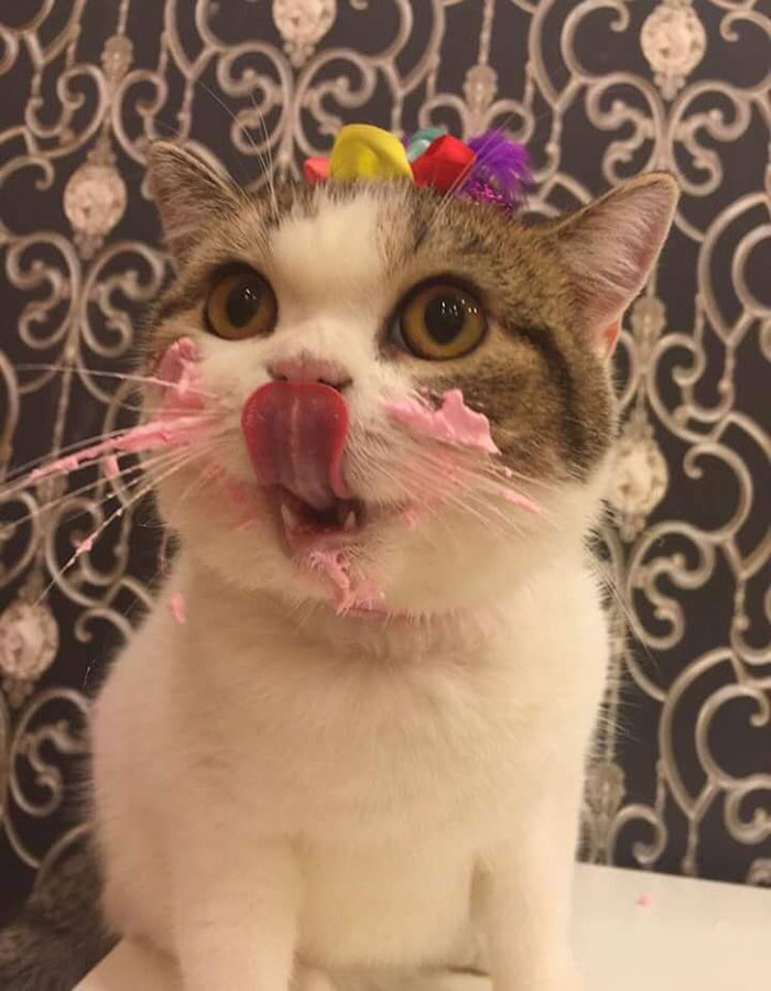 Кот восхитительно смешно съедает свой именинный торт! (4 фото)