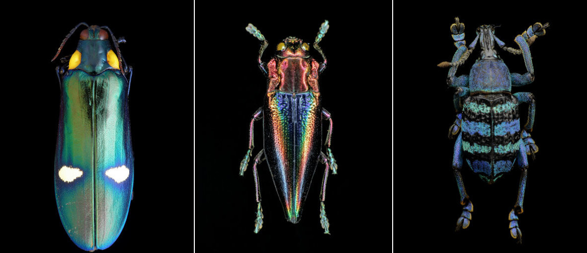Энтомология: макро-портреты насекомых Francesco Bagnato (15 фото)