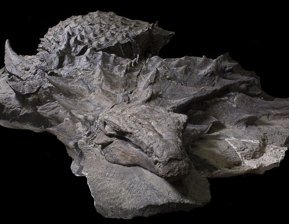 Эта 110-миллионолетняя окаменелость динозавра выглядит как статуя (6 фото)