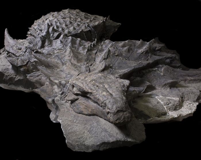 В канадском музее показали останки 110-летнего нодозавра (6 фото)