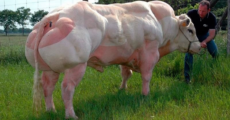 Эти бельгийские коровы впечатляют своими размерами. Тяжело поверить своим глазам!