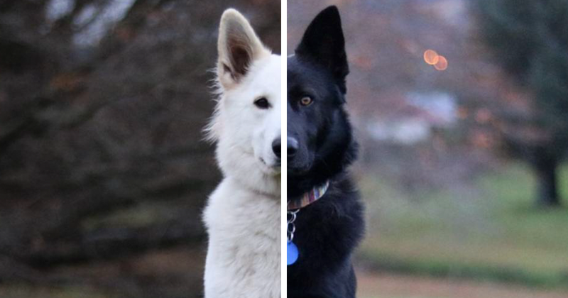 Эти две собаки, олицетворяющие день и ночь, непременно сделают ваш день добрым! (14 фото)