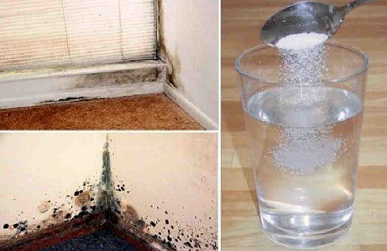 Как избавиться от ужасной плесени в квартире при помощи эффективного и дешевого средства (5 фото)