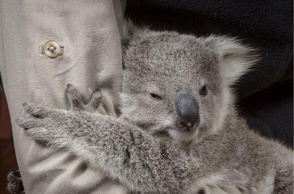 Люди спасли малыша коалы и приютили его