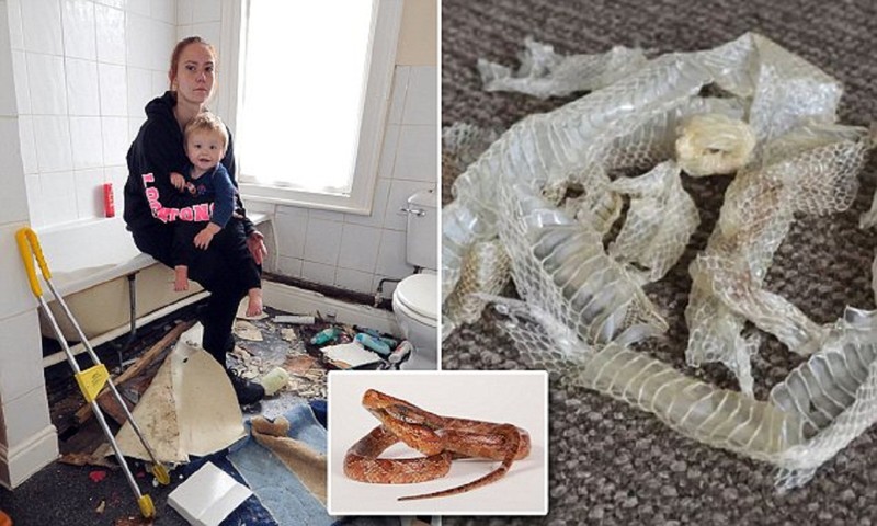 Мать с ребенком обнаружила в новом доме клубок змей (5 фото)