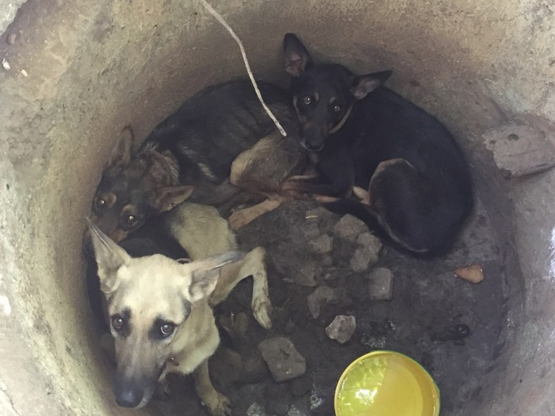 В Севастополе спасли трех истощенных собак, которых бросили в колодец (7 фото)