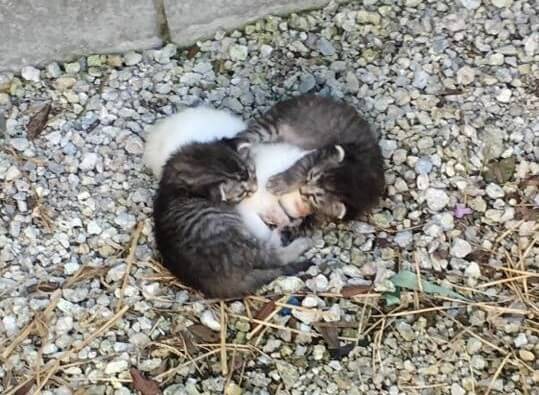Основатель организации спасение котов нашла тройню брошенных маленьких котят (10 фото)