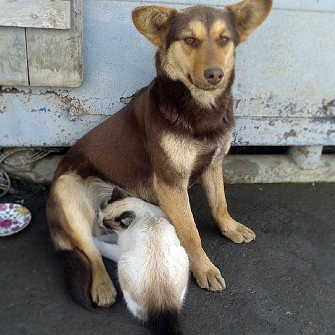 В Липецке собака вскармливает кошачью семью (3 фото)