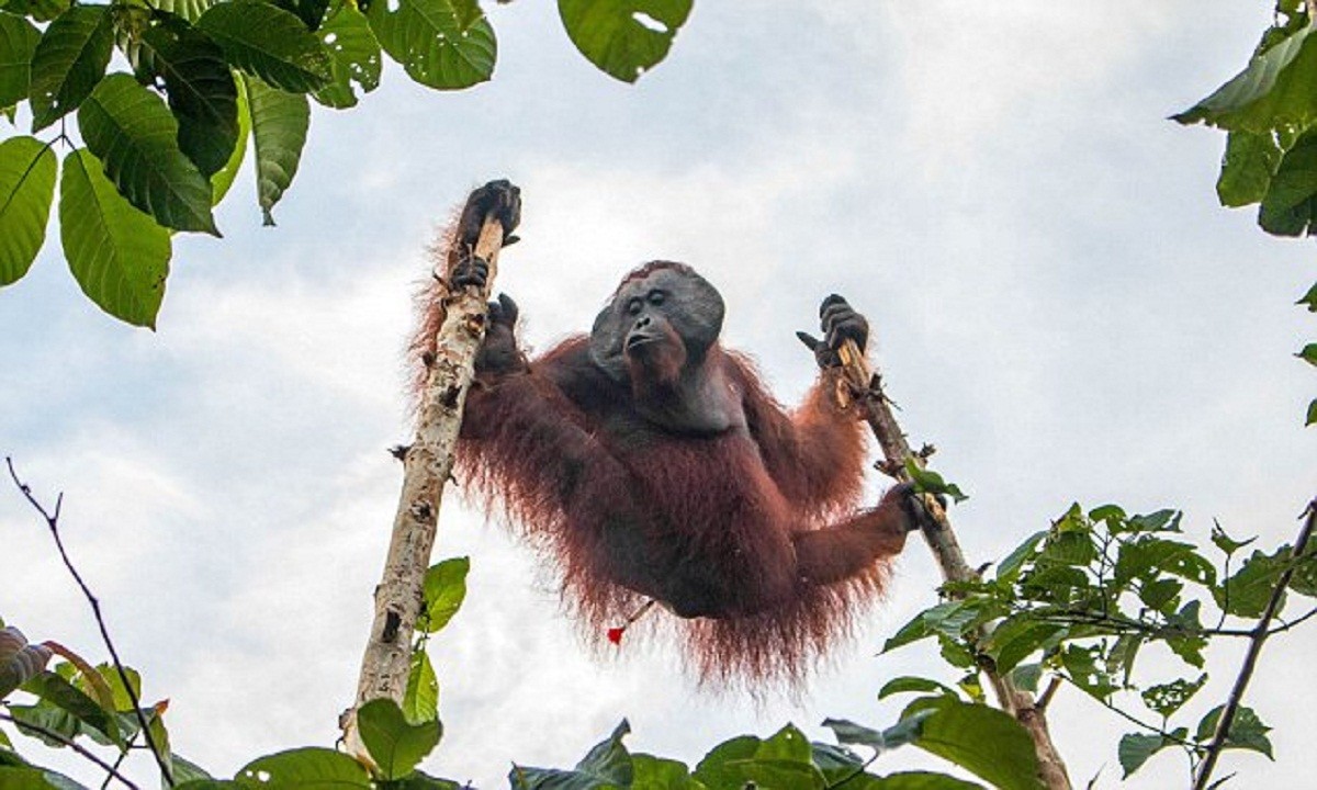 Зоозащитники спасли орангутана, поссорившегося с индонезийскими фермерами (9 фото + 1 видео)