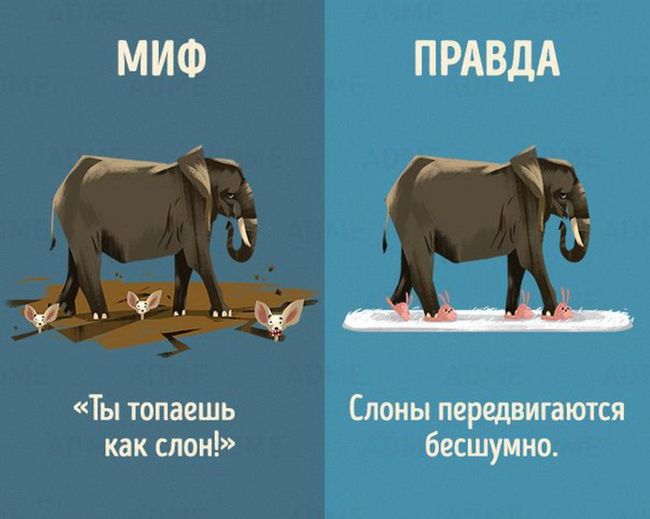 Мифы и правда о животных (10 картинок)