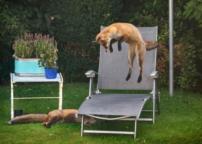 Игривые лисицы на заднем дворе (3 фото)