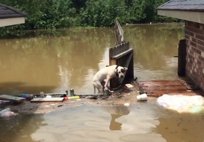 Страшные последствия наводнения в Луизиане. Две собаки оказались «запертыми» в воде 16 часов