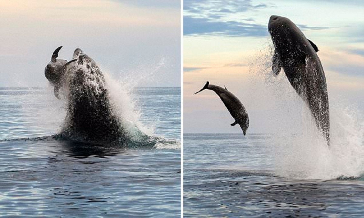 Сбегающий дельфин после атаки косатки и удачные фотографии (6 фото)