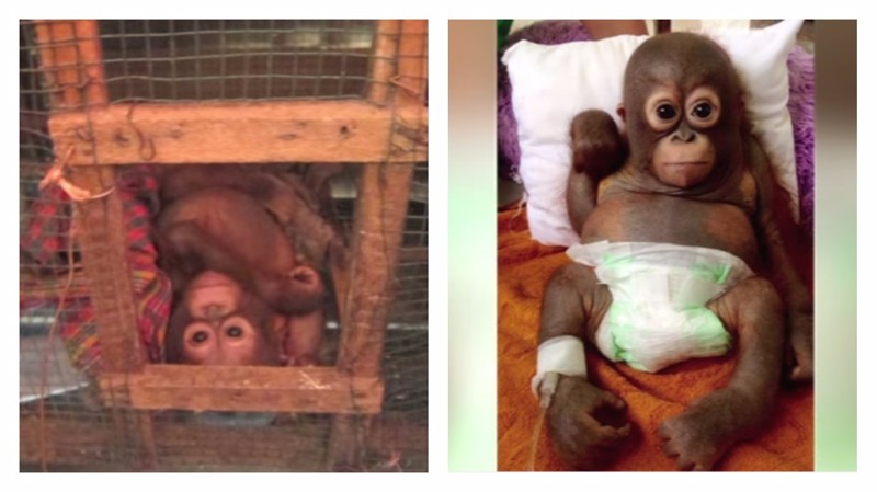 История Буди, маленького орангутана с большим сердцем (3 фото + 3 видео)