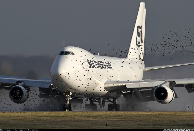 Что происходит, когда птица сталкивается с самолетом? (10 фото)