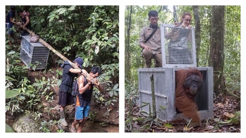 Индонезийские зоозащитники выходили и выпустили на свободу трех орангутанов (5 фото + 1 видео)