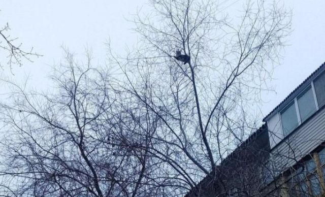 Жители Омска скинулись на автовышку ради спасения застрявшего на дереве кота (4 фото)
