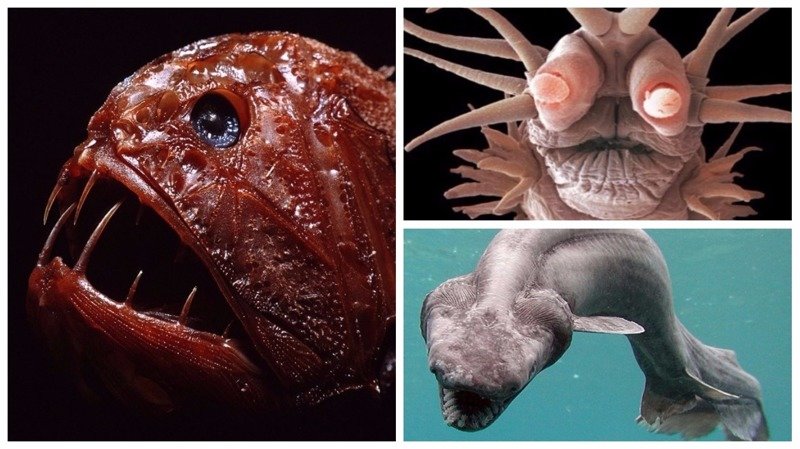Подводный мир: самые странные обитатели океана (18 фото)