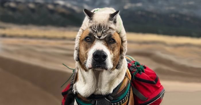 Кот и пес путешествуют вместе со своими хозяевами по Колорадо (21 фото)