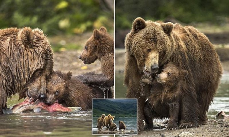 Фотограф воспользовался шансом поближе познакомиться с медвежьим семейством (5 фото + 1 видео)
