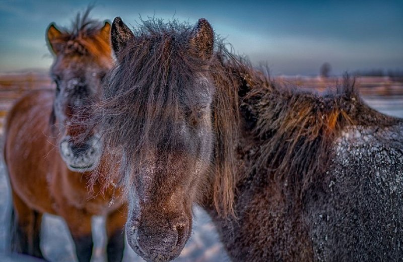 Сибирские морозы: порода лошадей, выдерживающая температуру в -60 градусов (21 фото)