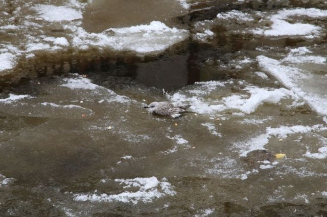 Спасение чайки, вмерзшей в Неву (10 фото)