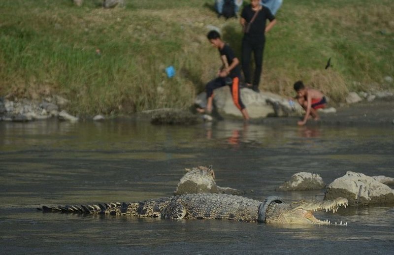 В Индонезии крокодил живёт с ошейником из речного мусора (4 фото + 1 видео)