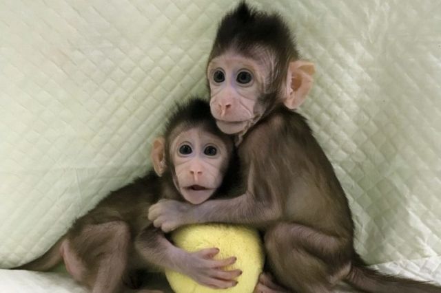 В Китае впервые клонировали обезьян по методике овечки Долли (4 фото)