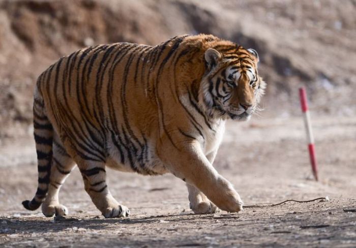 Тучные тигры в китайском зоопарке не боятся морозов (8 фото)