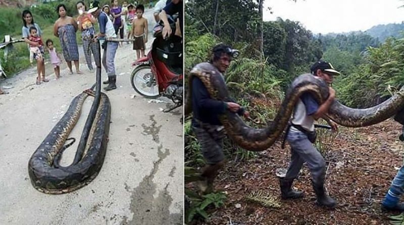 Как голодные жители Борнео убили и съели 6-метровую самку питона вместе с её любовником (7 фото)