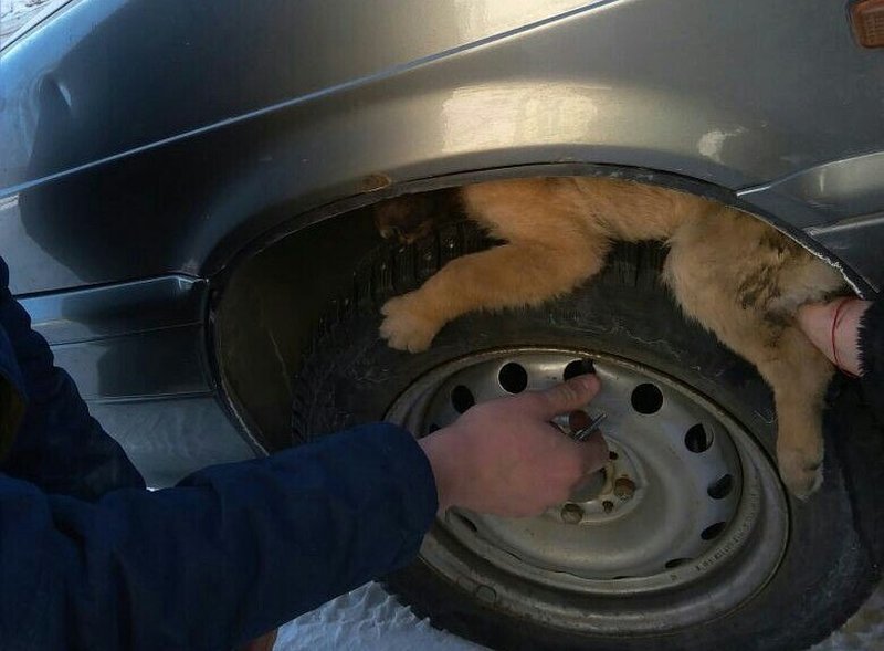 В Татарстане прохожие, спасая от смерти щенка, смогли поднять на руках автомобиль (3 фото)