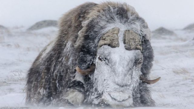 Мощные животные противостоят снежной буре (3 фото)