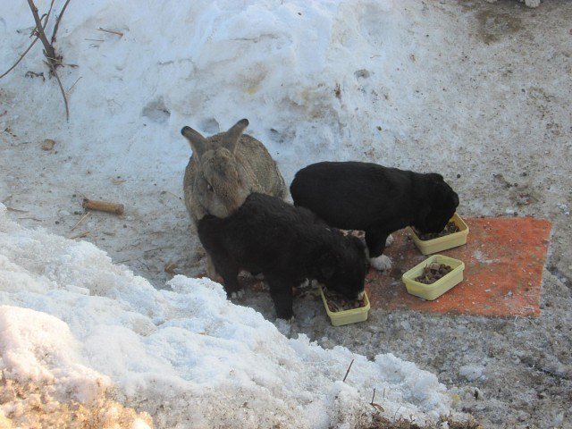 В Омской области сбежавший кролик спас щенков и заменил им убитую мать (4 фото)