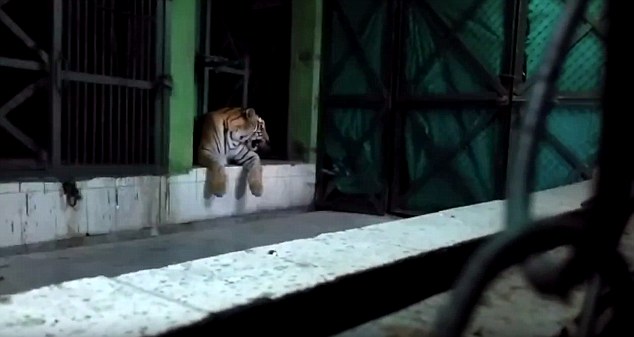 Амурский тигр убил подругу на глазах у посетителей зоопарка (4 фото)