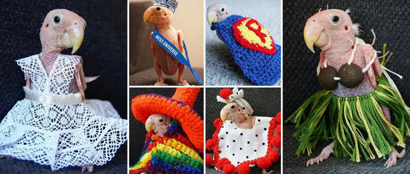 Лысому попугаю поклонники шлют вязаную одежду, в которой он позирует в Instagram (19 фото)