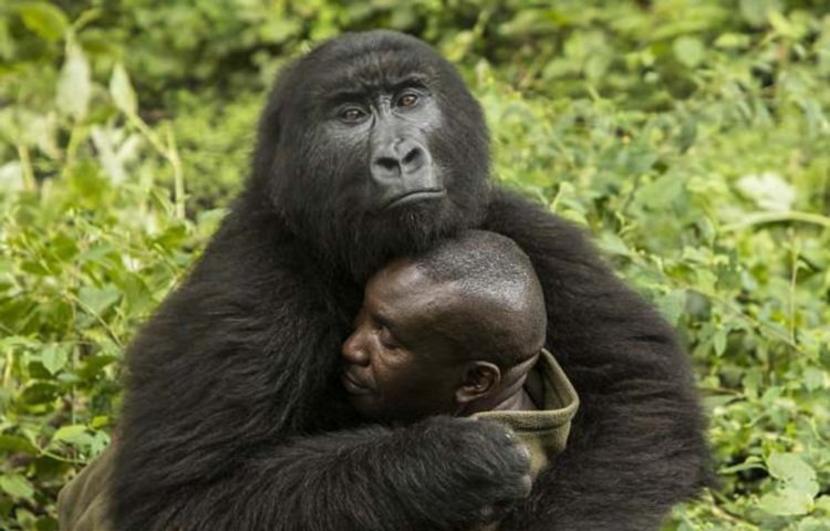 Две дикие гориллы влюбились в своего смотрителя (6 фото)