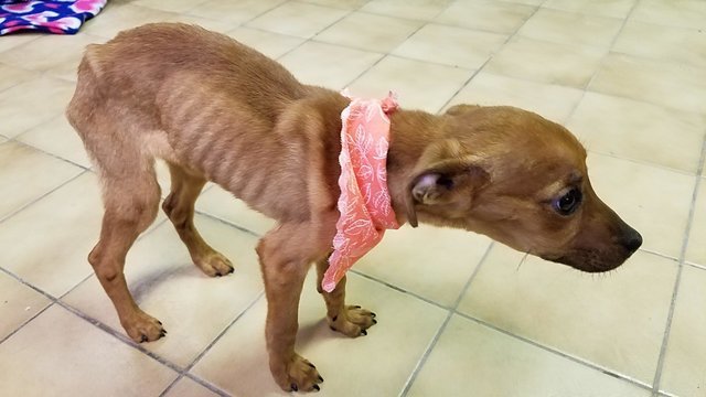 Благодаря ограблению, был найден запертый крошечный щенок, косточки которого проглядывались сквозь кожу (9 фото)