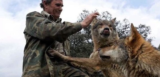 Мужчина из Испании, который в прошлом был «Маугли», хочет вернуться к волкам (10 фото + 1 видео)