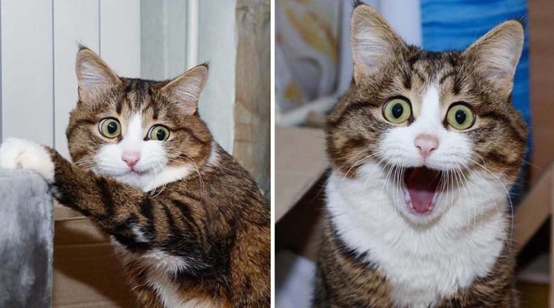 Несмотря на свои проблемы со здоровьем, эта кошка покорила Интернет своими смешными выражениями мордашки (17 фото)
