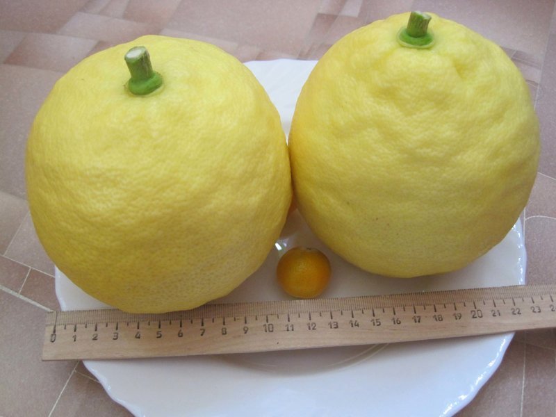 Цитрусомания или как выростить свое лимонное дерево (9 фото)