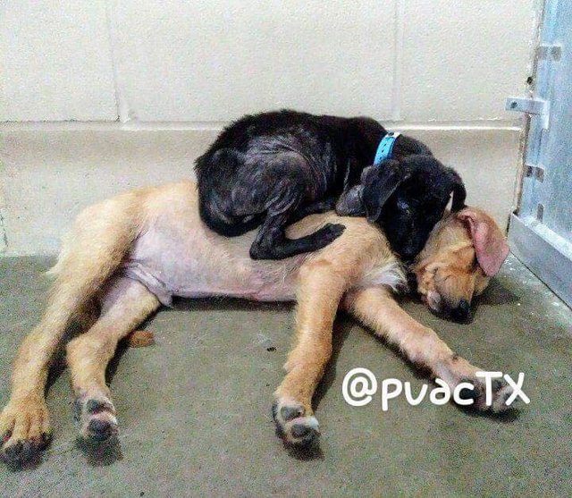 Два щенка впервые встретились перед эвтаназией (6 фото)
