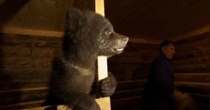 Биолог Валентин Пажетнов организовал приют для медвежат-сирот (4 фото)