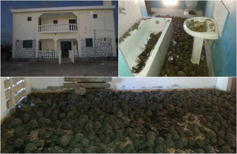 10 000 редких черепах найдены в двухэтажном доме на Мадагаскаре (7 фото)