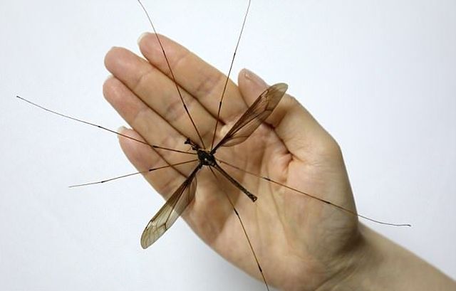 Обнаруженный в Китае комар пугает своими размерами (4 фото + видео)