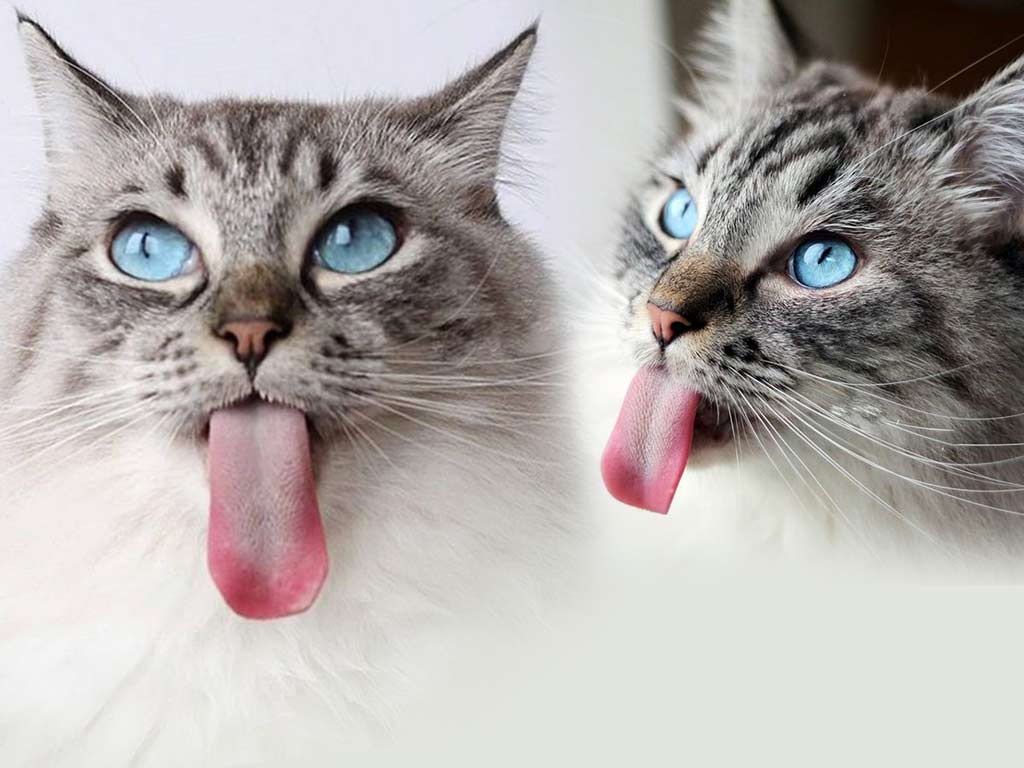 Кот с самым длинным языком стал звездой в соцсетях (2 фото)